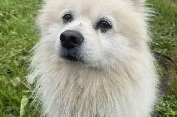 Найдена собака, Московская область, фото: Собака найдена: МО, тел. 89671280102