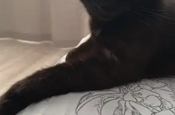 Пропал кот на ул. Нефтяников, 29