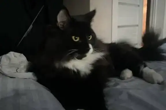 Кошки потеряшки, Красноярск, фото: Потеряшка кошка, Светлогорский пер., 4