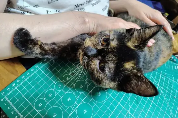 Найдена кошка, Кемерово, фото: Кошка найдена: Ленинградский пр., 5А, Кемерово