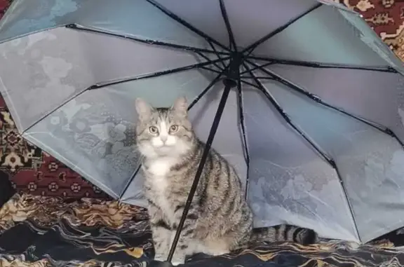 Найдена кошка, , фото: Кот найден: Ленинградская ул., 99, Киржач