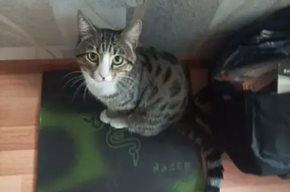 Пропала кошка, Новоуральская 15, Нск