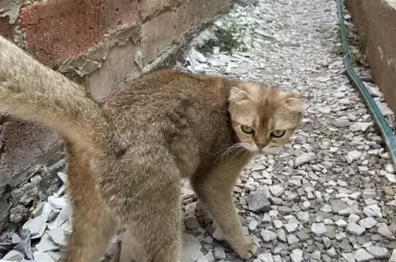 Кошка найдена: ул. Кирова, 251, Краснодар