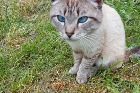 Найдена кошка, Первомайский, фото: Кошка найдена, Соколова, Первомайский