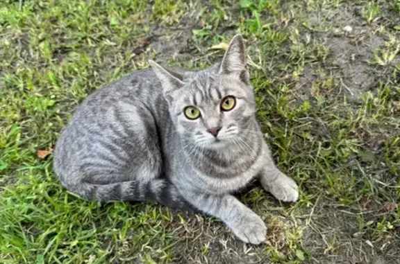 Кошка найдена: Лесная ул., 5А, Валуйки