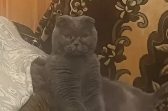 Пропала кошка, Бронницы