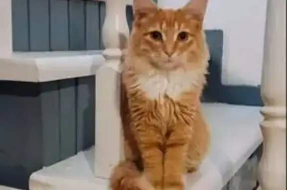 Пропал кот Рыжик, 22К-0030, Нижегородская область