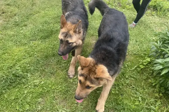 Найдены собаки, Комсомольский Посёлок 9