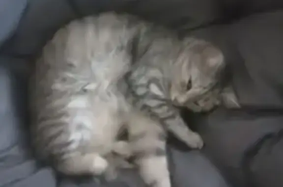 Кошки потеряшки, Нижневартовск, фото: Потеряшка кошка, ул. Мира, 38, Нижневартовск