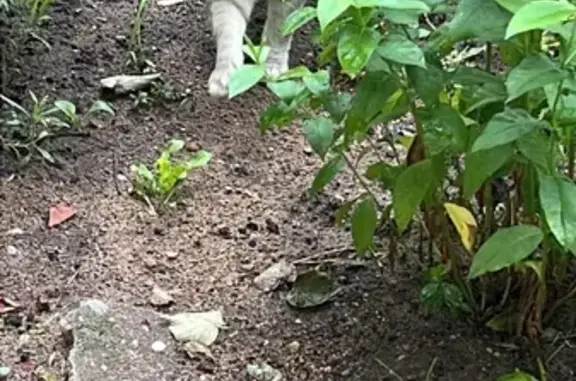 Найденные животные Тверь, фото: Кошка найдена: Ремесленный проезд, 8Б