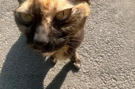 Кошка найдена: ул. Рихарда Зорге, 56, Казань