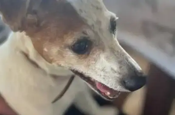 Собаки потеряшки, , фото: Потеряшка собака, Тюменский, 4