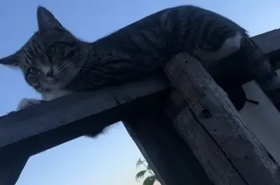 Пропала кошка на Верхней Набережной, Сарапул