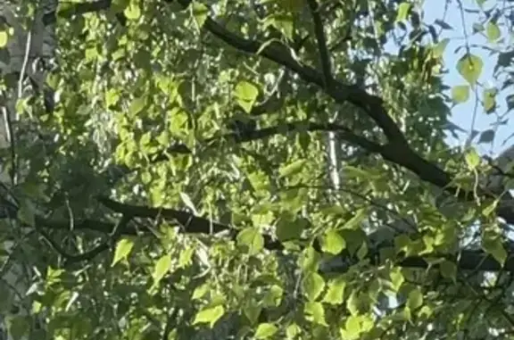 Попугай на пр. Энергетиков, 31 к2, СПб