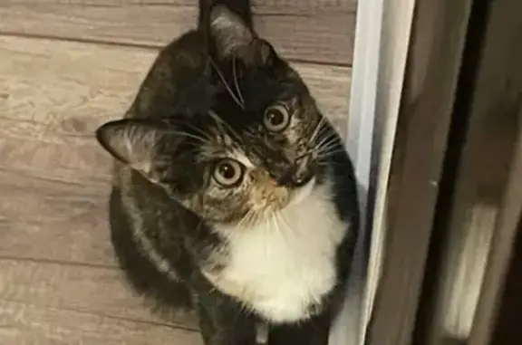 Кошки потеряшки, Йошкар-Ола, фото: Потеряшка кошка, Ленинский 23, Йошкар-Ола