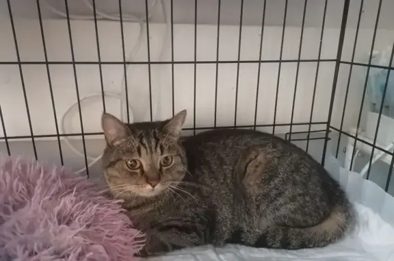 Кошка найдена: ул. Восточно-Кругликовская, 18