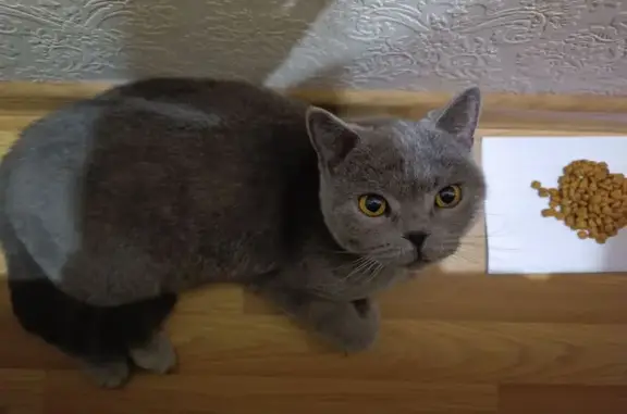 Кошка найдена на Азовской 13, Краснодар