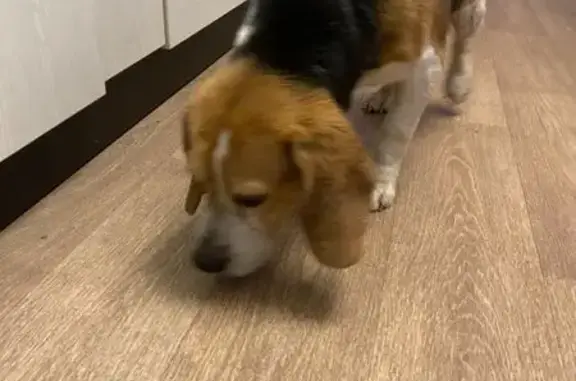 Найдена собака, Ульяновск, фото: Собака найдена: Сиреневый пр., 19, Ульяновск