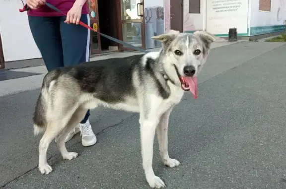 Собака найдена на ул. Х. Юсупова, Челябинск