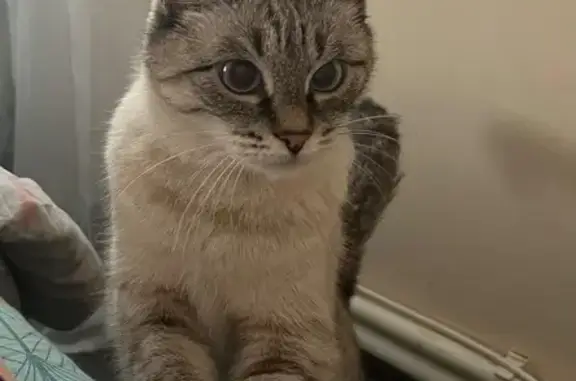 Найдена кошка, Кострома, фото: Кошка найдена под балконом, 31, Кострома