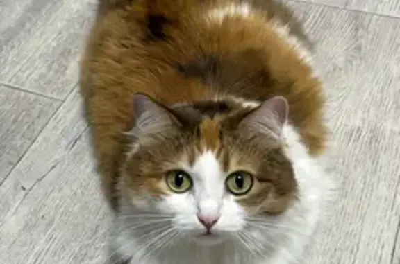 Кошки потеряшки, Ульяновск, фото: Потеряшка кошка на Почтовой, 26, Ульяновск