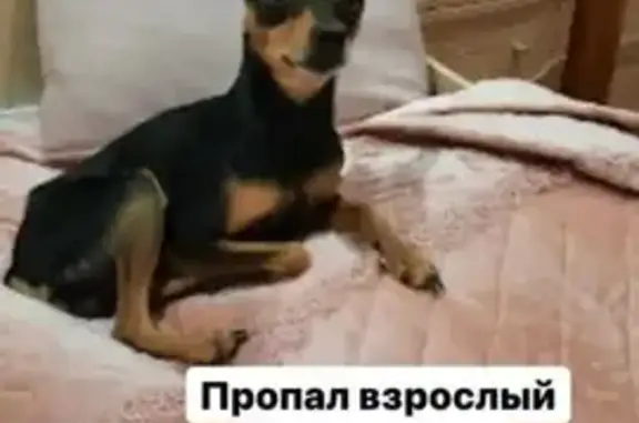 Пропала собака, Ростов-на-Дону