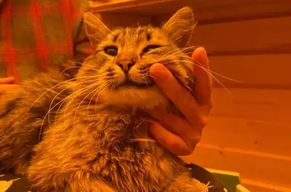 Найдена кошка, Чехов, фото: Найдена кошка, Симферопольское шоссе 1