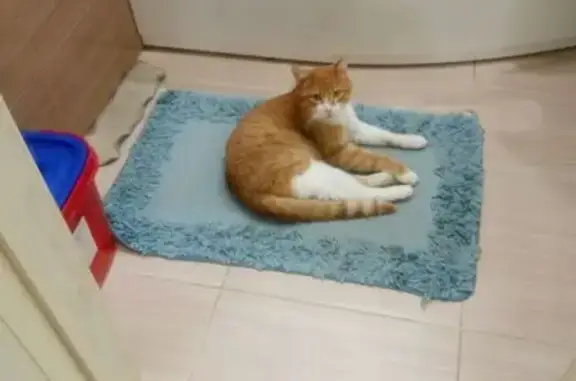 Пропала кошка, Прекрасная 45/1, Михайловск