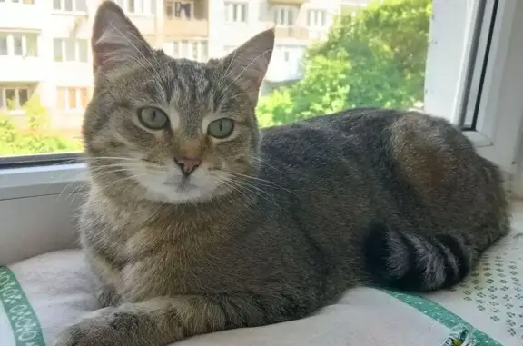 Кошка найдена: ул. Димитрова, 36, Калининград