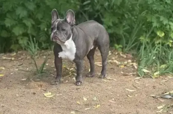 Собака найдена на Береговой ул., Москва