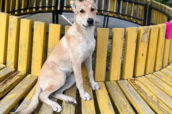 Собака найдена: ул. Баки Урманче, Казань