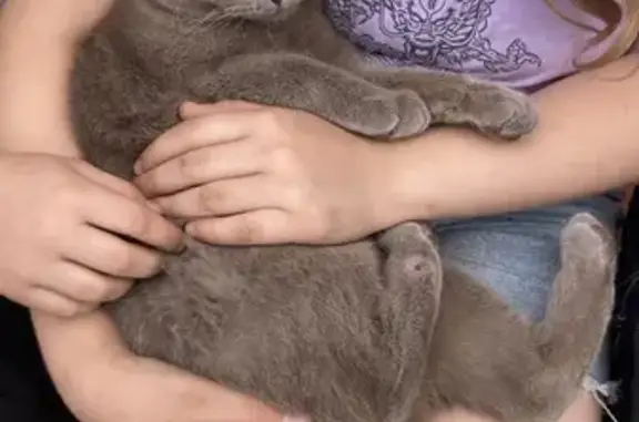 Кошка найдена: ул. Красный Путь, 143 к3