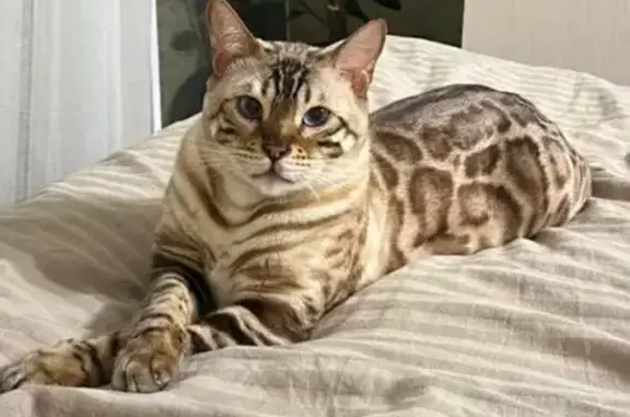 Пропала кошка, Севастополь