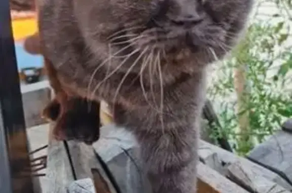 Пропала кошка, Парковый пер., 20, Краснодар