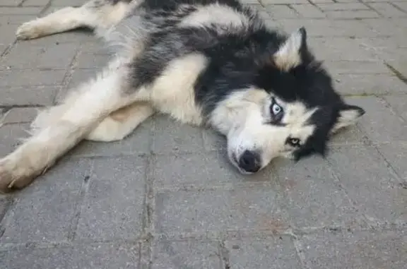 Собака найдена: ул. Свиридова, 17, Липецк