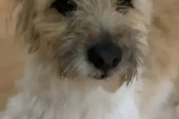 Найдена собака, Бор, фото: Найдена собака, ул. Неклюдово, 28, Бор