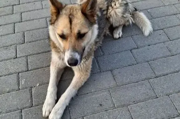 Найдена собака, Челябинск, фото: Собака найдена: Курчатова 1А, Челябинск