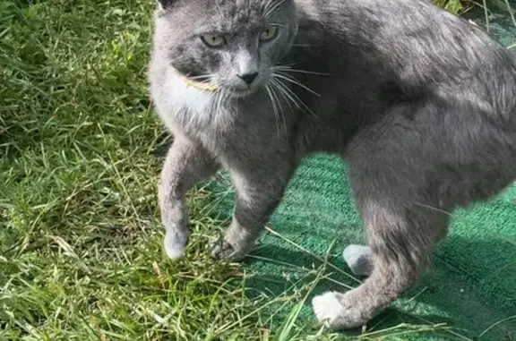 Найдена кошка, , фото: Кошка найдена, МО