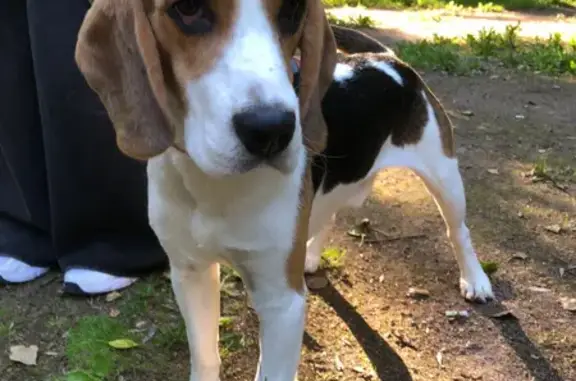 Найдена собака, Санкт-Петербург, фото: Найдена собака, ул. Васи Алексеева, 26