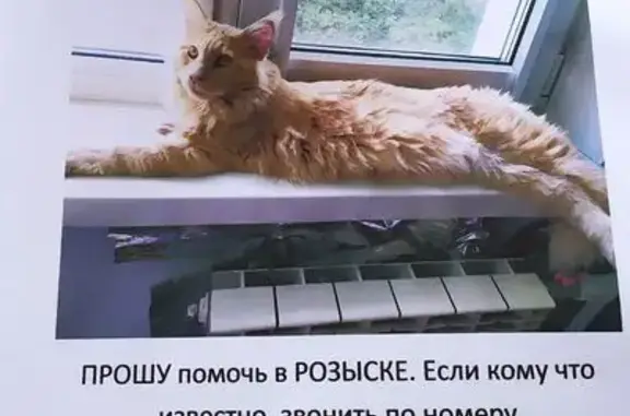 Пропала кошка, ул. Химиков, 61, Омск