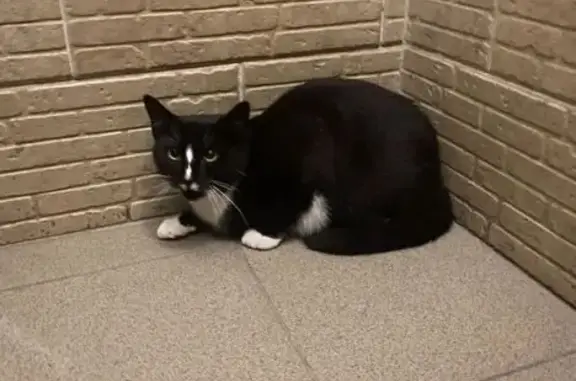 Кот найден на Байконурской, 24, СПб