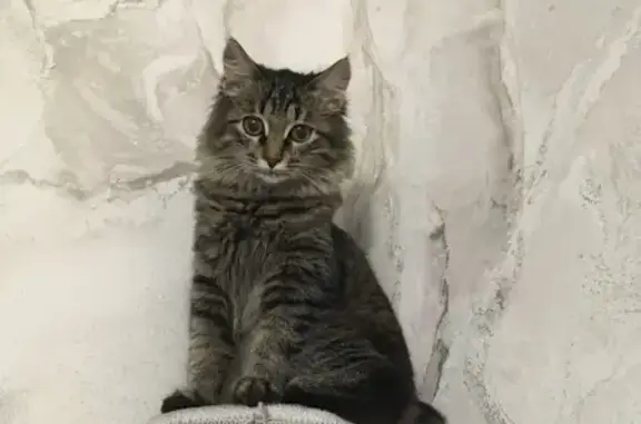 Пропала кошка, Знаменское, Марий Эл