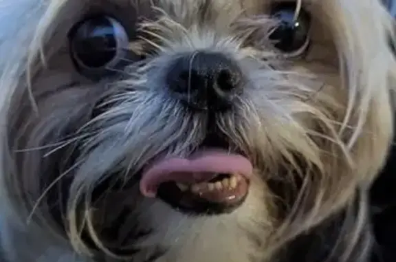 Найдена собака, Омск, фото: Собака найдена: ул. Герцена, Омск