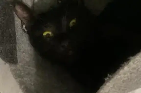 Кошки потеряшки, Краснодарский край, фото: Потеряшка чёрная кошка, Геленджик