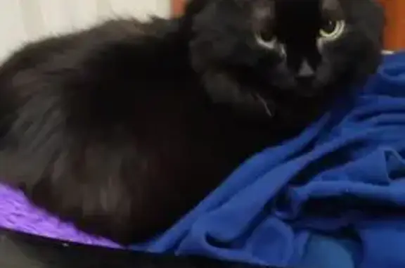 Кошки потеряшки, Ульяновск, фото: Потеряшка кошка, ул. Металлистов 20, Ульяновск