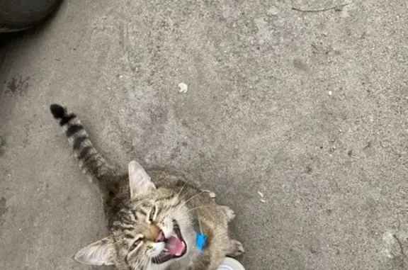 Найдена кошка, Мурманск, фото: Кошка найдена: Кольский пр., 106 к4, Мурманск