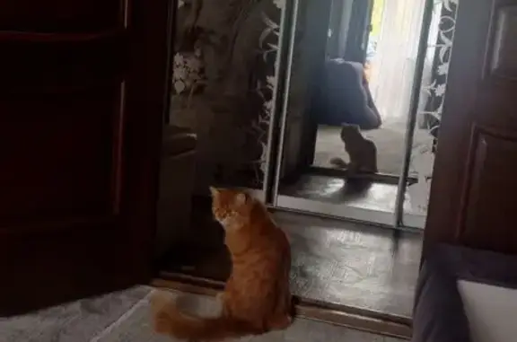 Объявления о пропавших и найденных животных, Октябрьский, фото: Пропала кошка, Октябрьский, Башкортостан
