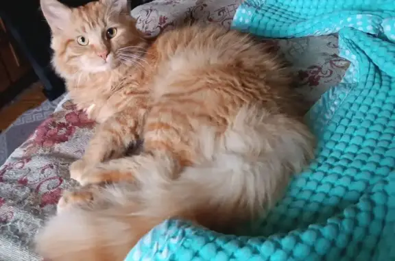 Пропал кот, ул. Мира, 4, Можайск