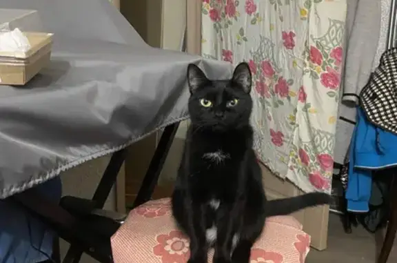 Кошки потеряшки, Торжок, фото: Потеряшка кошка, Ленинградское шоссе, 31