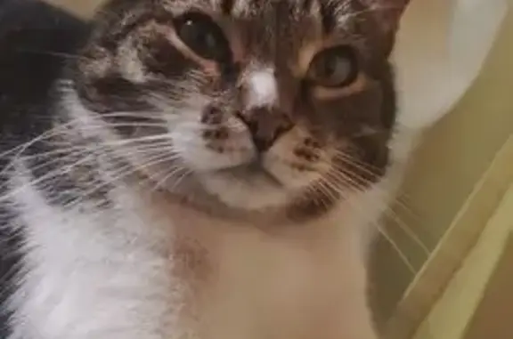 Кошки потеряшки, Барда, фото: Потеряшка кошка, ул. Сахарова 17, Барда